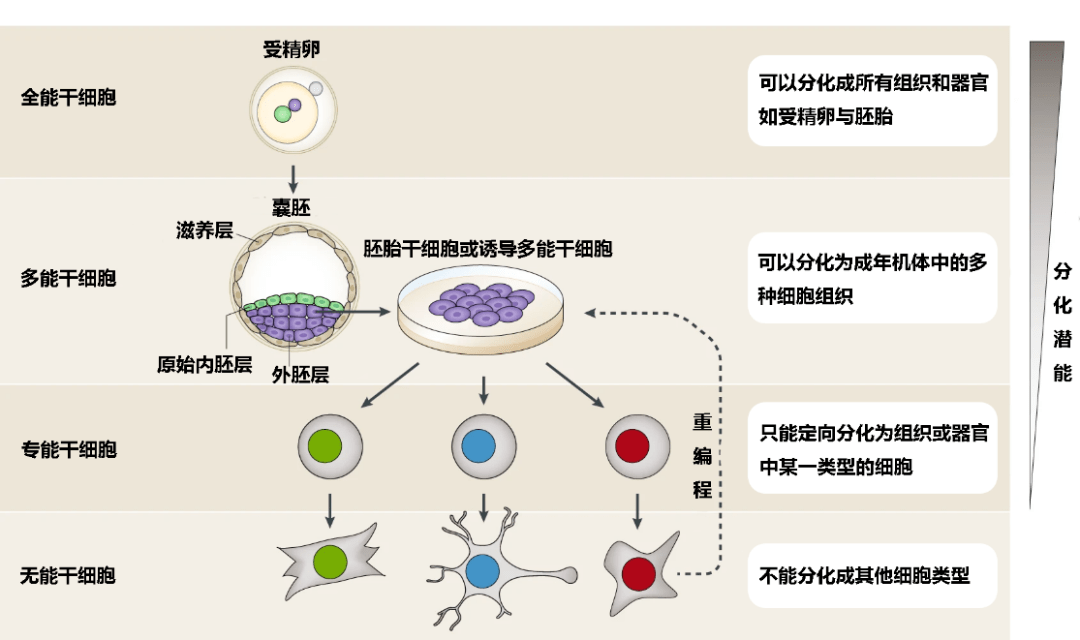 组织细胞