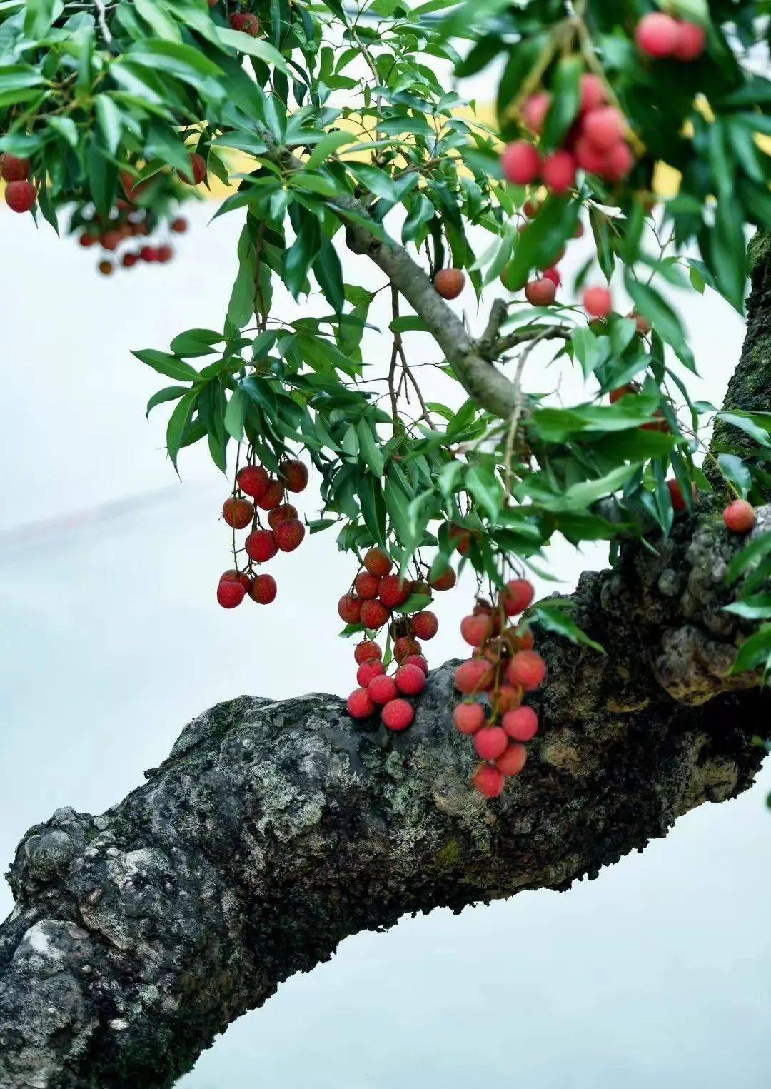 2023年"醉美新兴 香荔映红"摄影,短视频大赛作品征集开始啦!