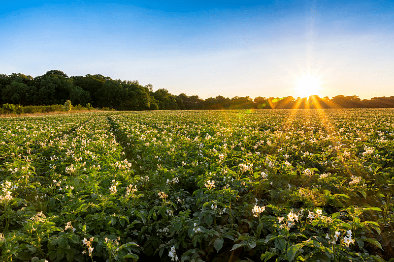 "土豆豆"变"金豆豆",吴桥马铃薯基地丰收啦!_工作_质检_全程