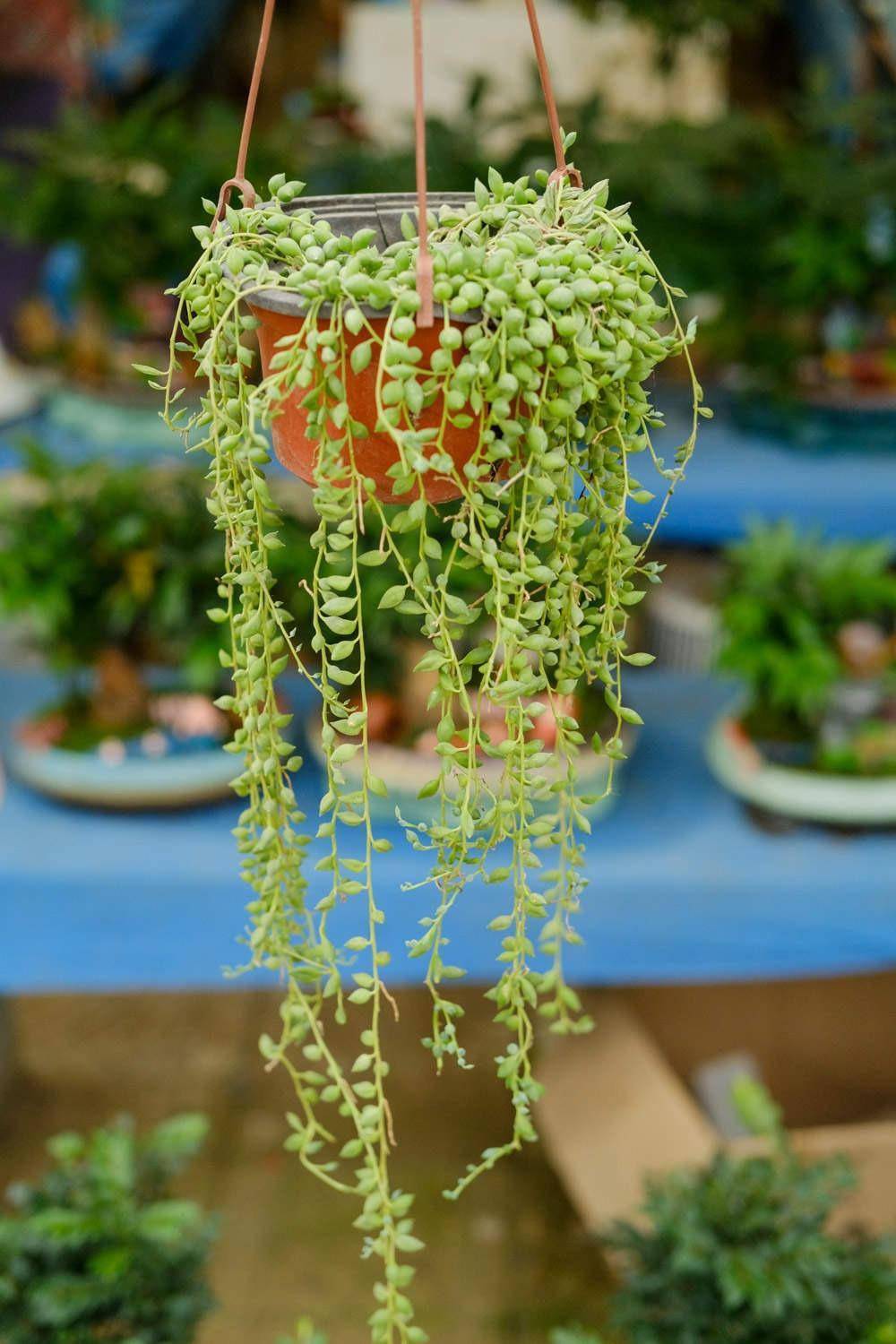 植物_情人_温度