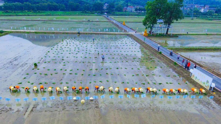 横一村迎来第三届插秧节_比赛_选手_高手