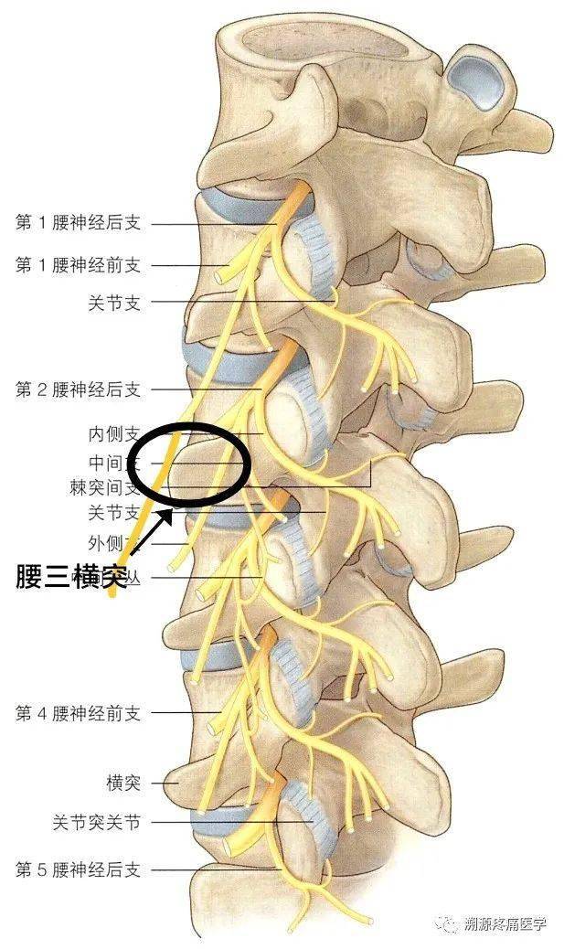 该神经有三处容易卡压部位 腰1