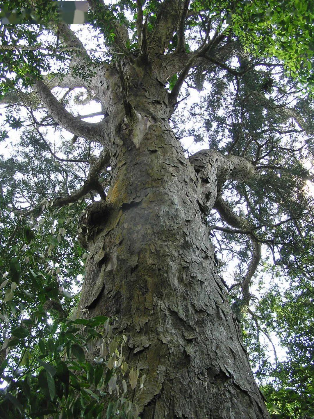 海南热带雨林国家公园公开征集"明星物种"_海口_鹧鸪_包括