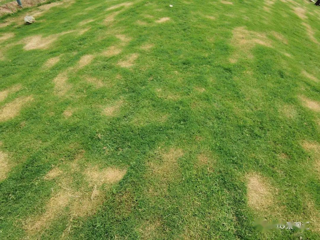 冷季型草坪夏季养护措施_修剪_根系_土壤