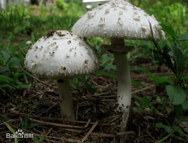 深圳疾控紧急提醒→_才有毒_种类_市民