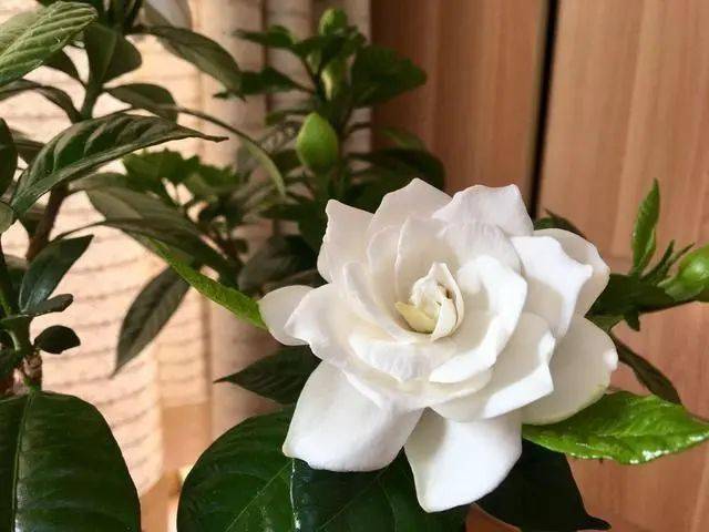 栀子花好养吗?如何安全度夏?现在教大家玩转_状态_修剪_肥料