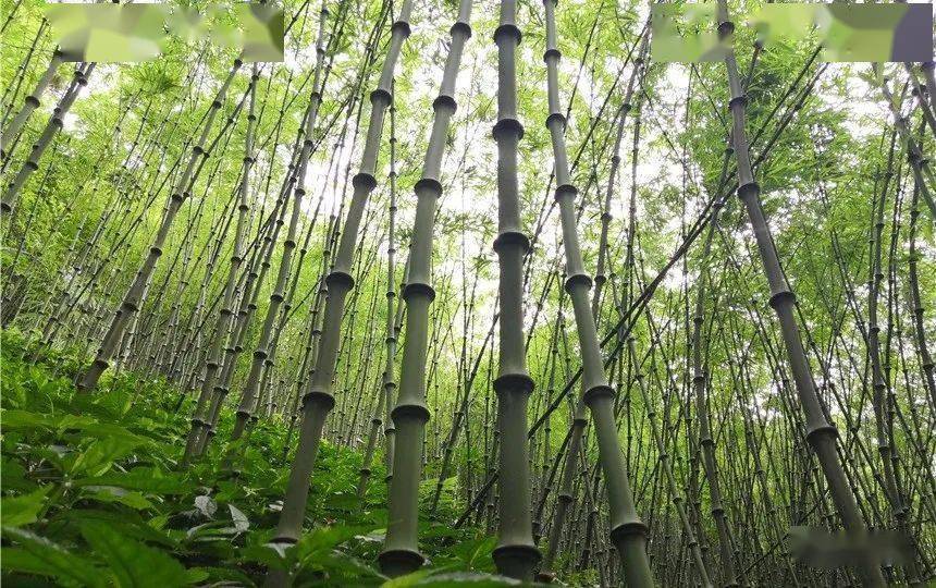 国内助孕机构最好排名（大关百科）大关在哪里，