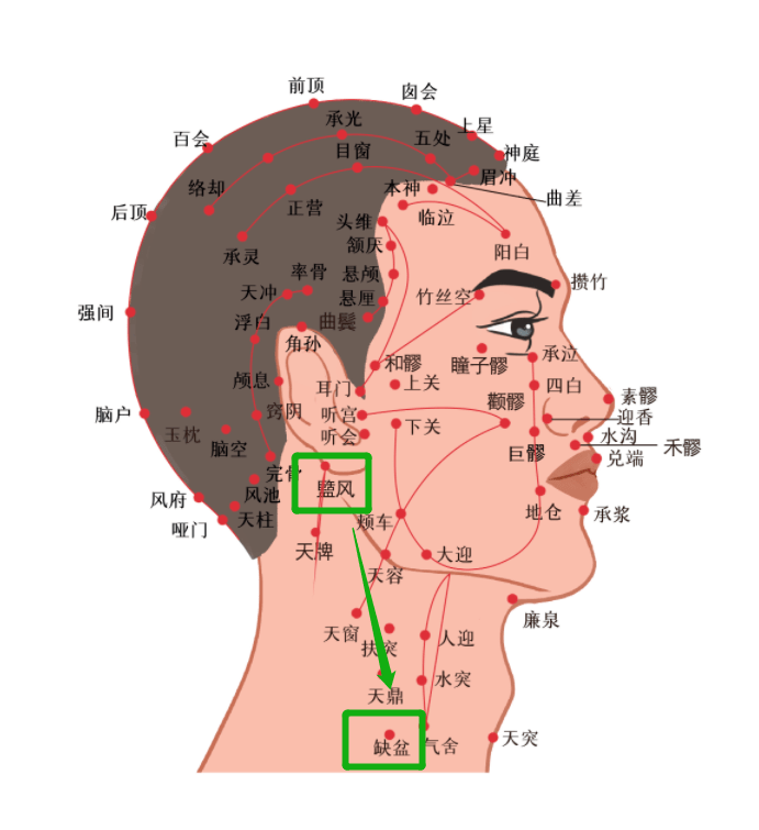 耳朵后面脖子的经络图图片