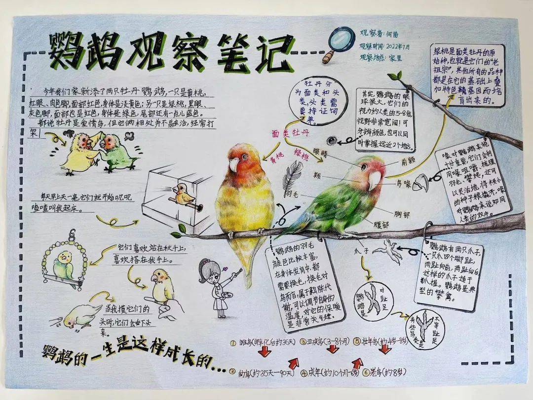 作品名称:鹦鹉观察笔记作者:何 苗推荐单位:福州市生态环境宣传教育