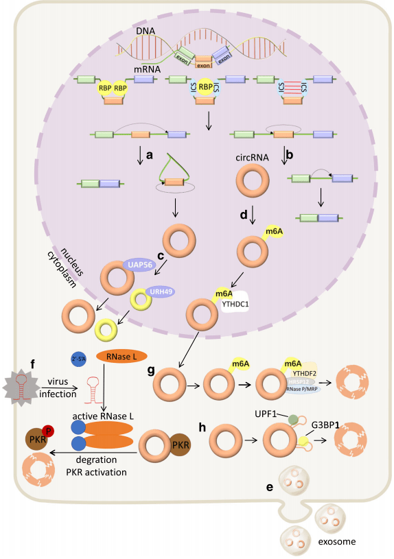 环状circular rna_mirnas_蛋白_研究