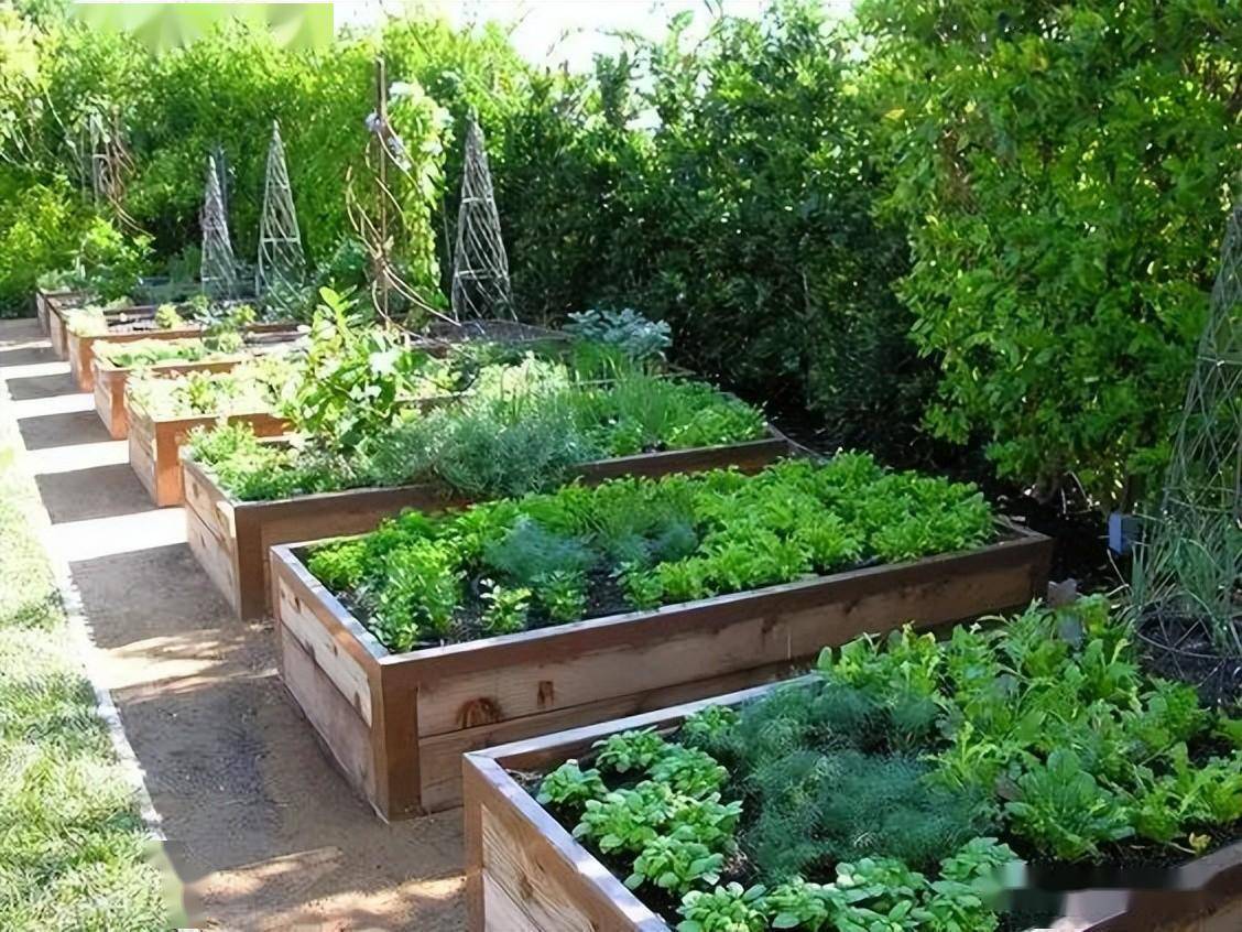 国外的菜园_庭院_改造_面积