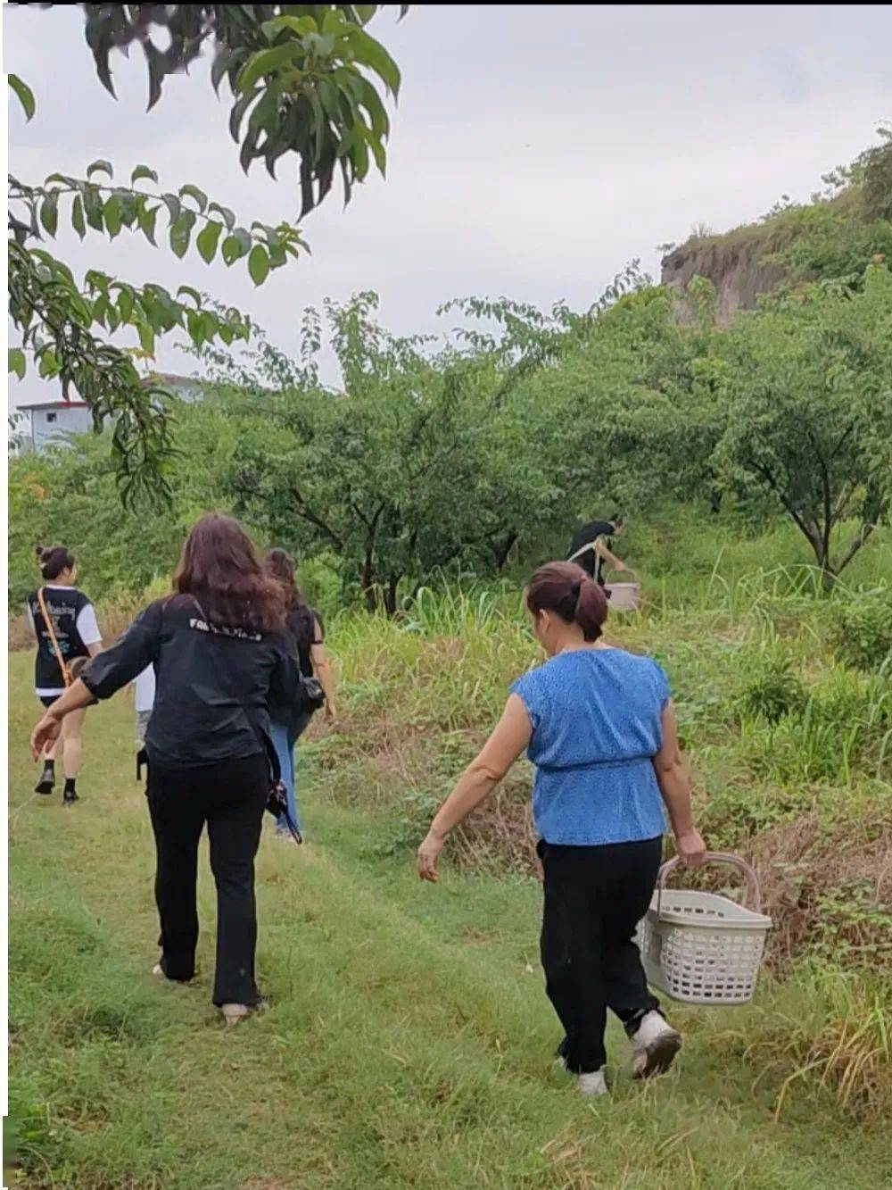 肉脆,水分足近日,古楼镇华子山村的天马山农业李子基地的李子已进入