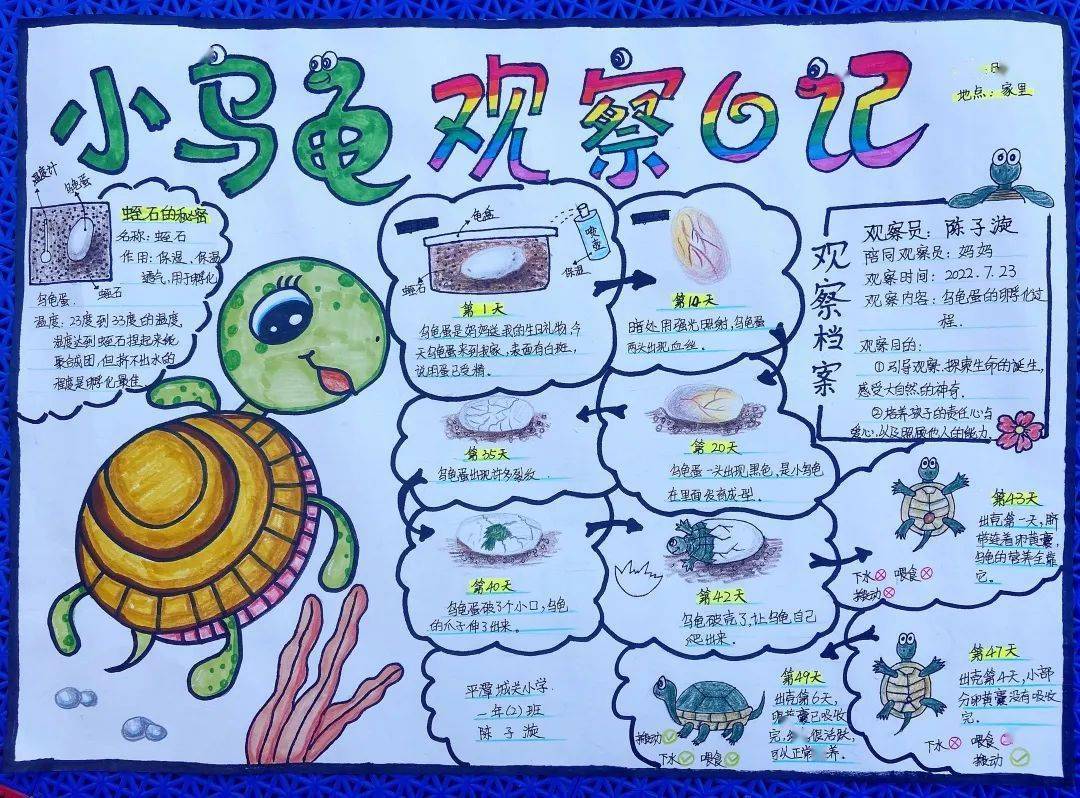 作品名称:小乌龟观察日记作者:陈子漩推荐单位:福建省生态环境宣教