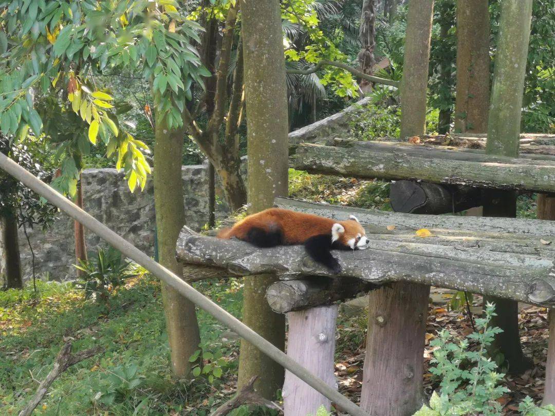 在四川_小时_熊猫基地_九寨沟