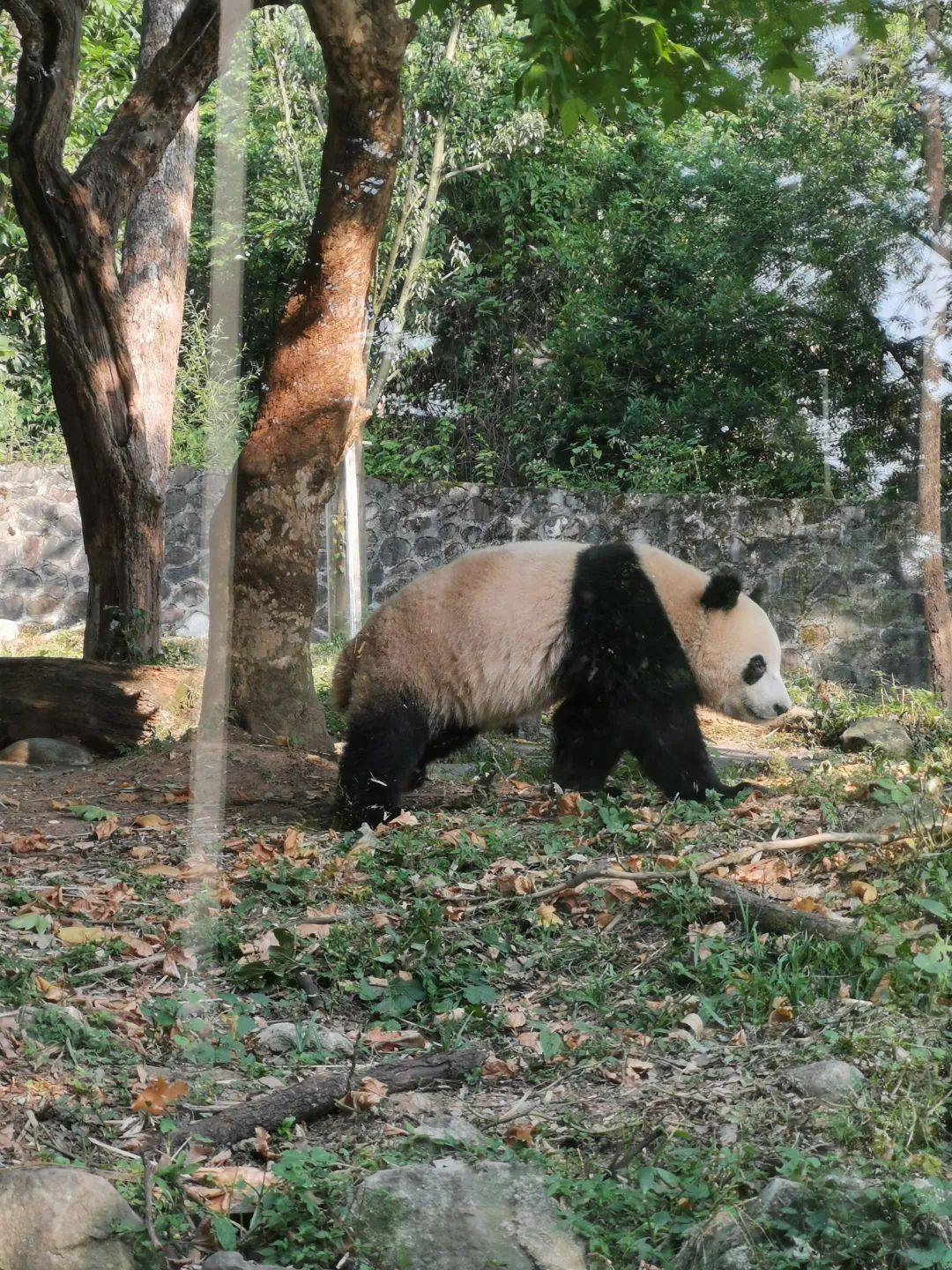在四川_小时_熊猫基地_九寨沟