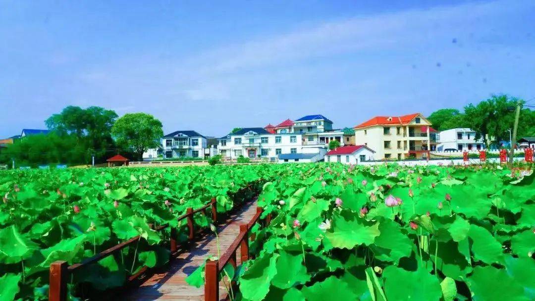 全球学子嘉游赣·诗说九江追浔季丨以荷花之名,赴一场仲夏之约_旅游