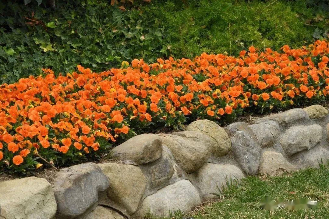 【种苗订货季】冬日里的精灵-角堇 果汁冰糕 2023种苗火热预定中.