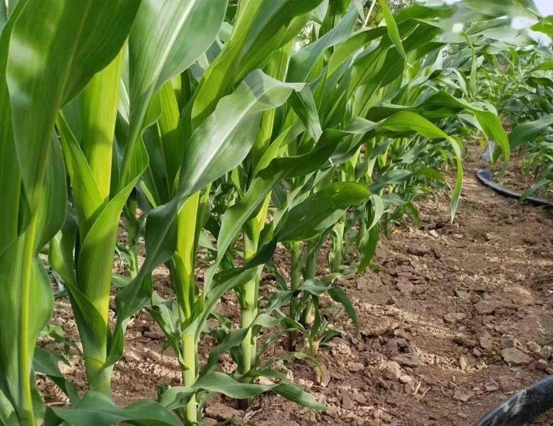 持续的高温干旱,玉米化控怎么办?_进行_叶期_药剂