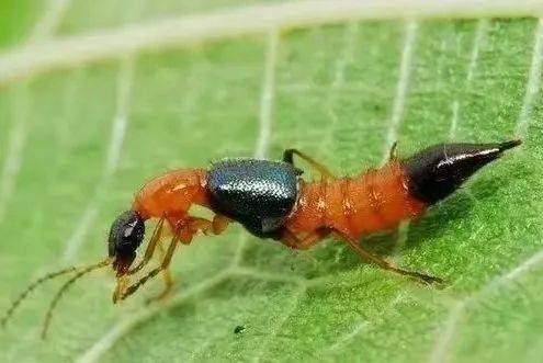 传播_蟑螂_疾病