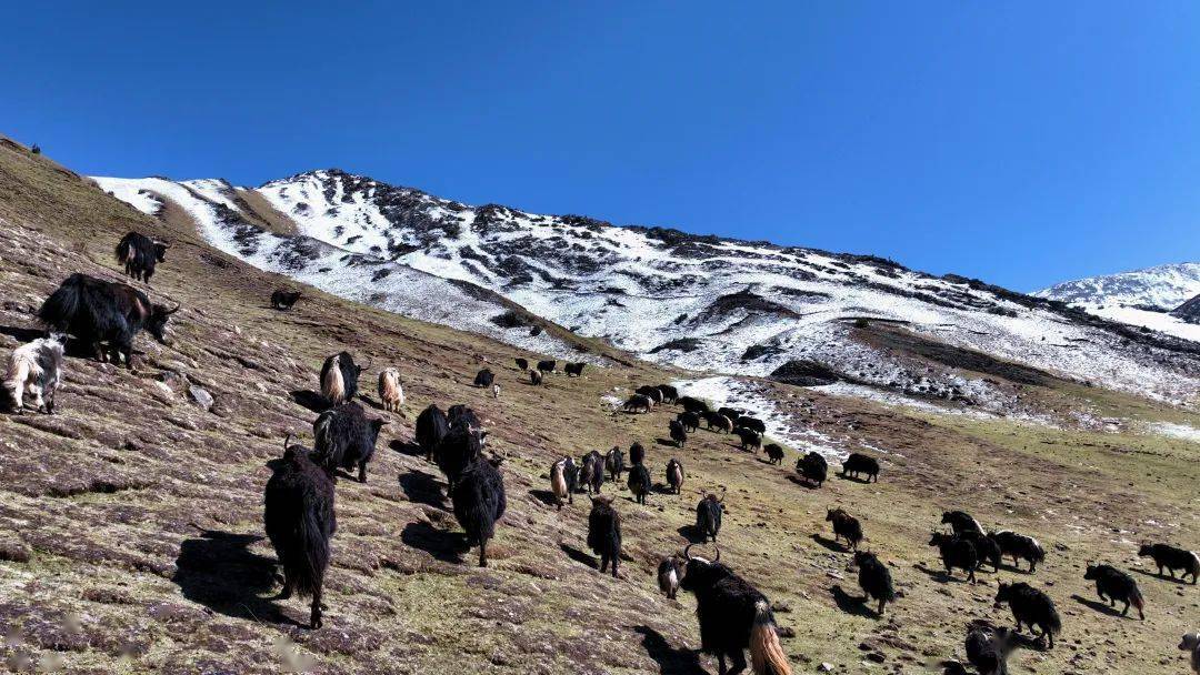 察雅德玛雪山促进农文旅项目资源对接举办招商引资及旅游项目推介会昌