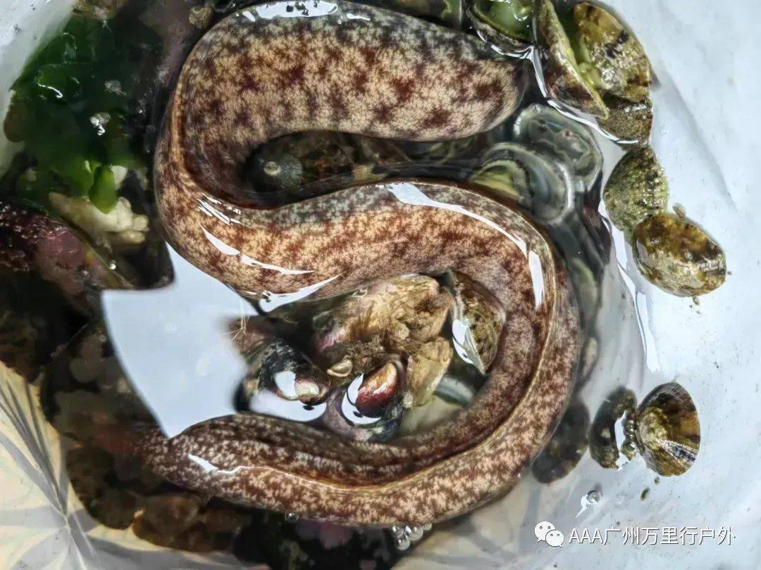 (抓鱼则需要下水配合浮潜眼镜 呼吸管)如果有赶海经验的小伙伴还可以