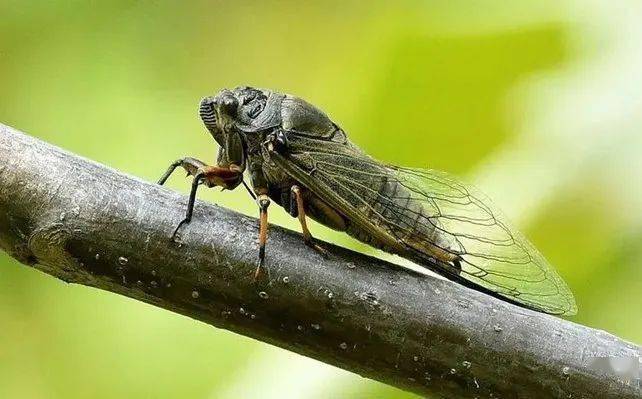 叫声,我们便会觉得原来是夏天到了,然而伴随着夏天的可不只有蝉,蜜蜂