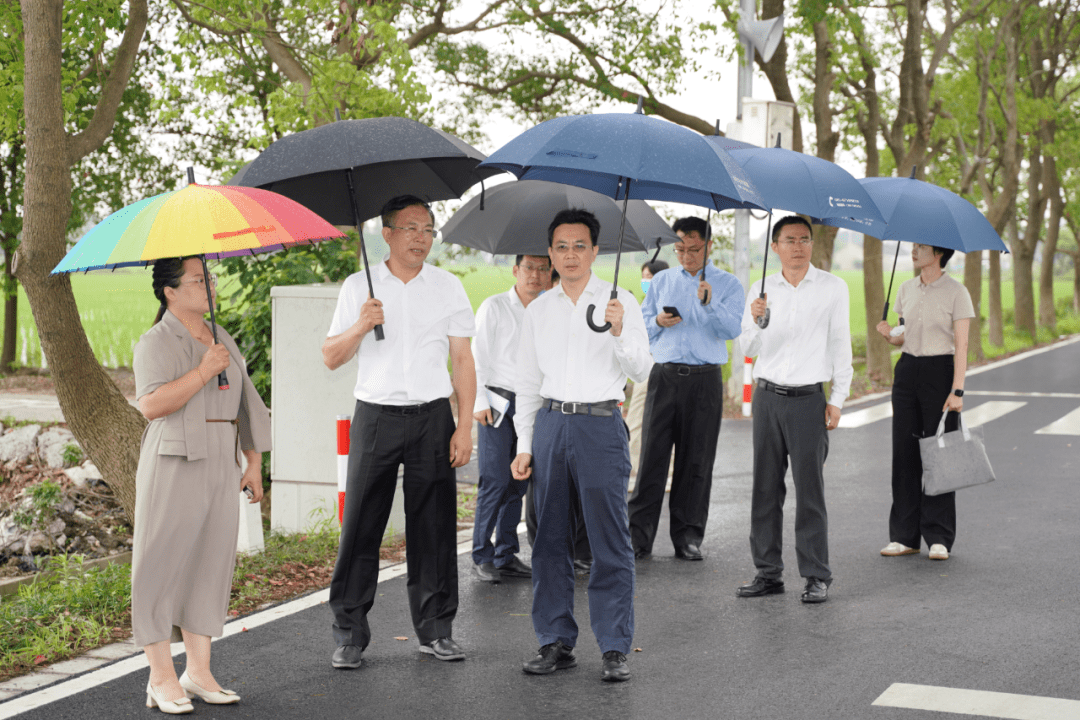 西渡街道今年種植水稻面積約9316畝,品種主要有國慶稻松早香1號,常規