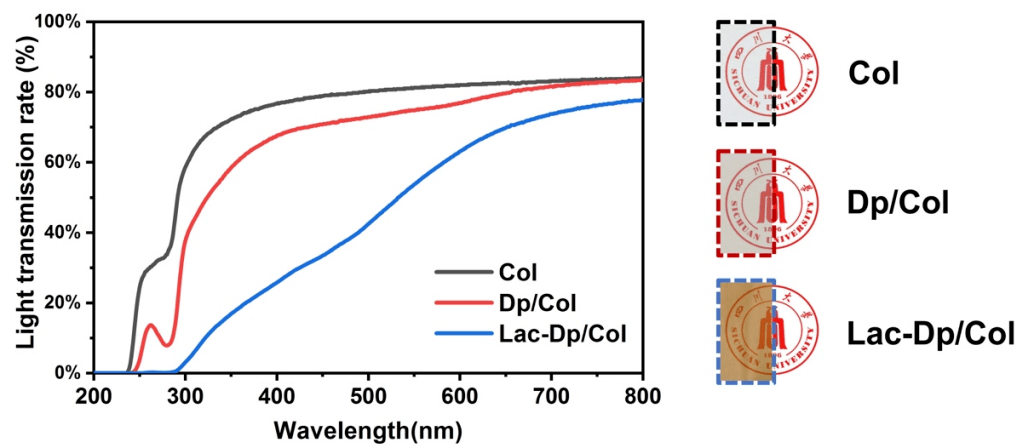 漆酶的协同作用使胶原膜对abts和dpph自由基的清除率均提升到60%以上