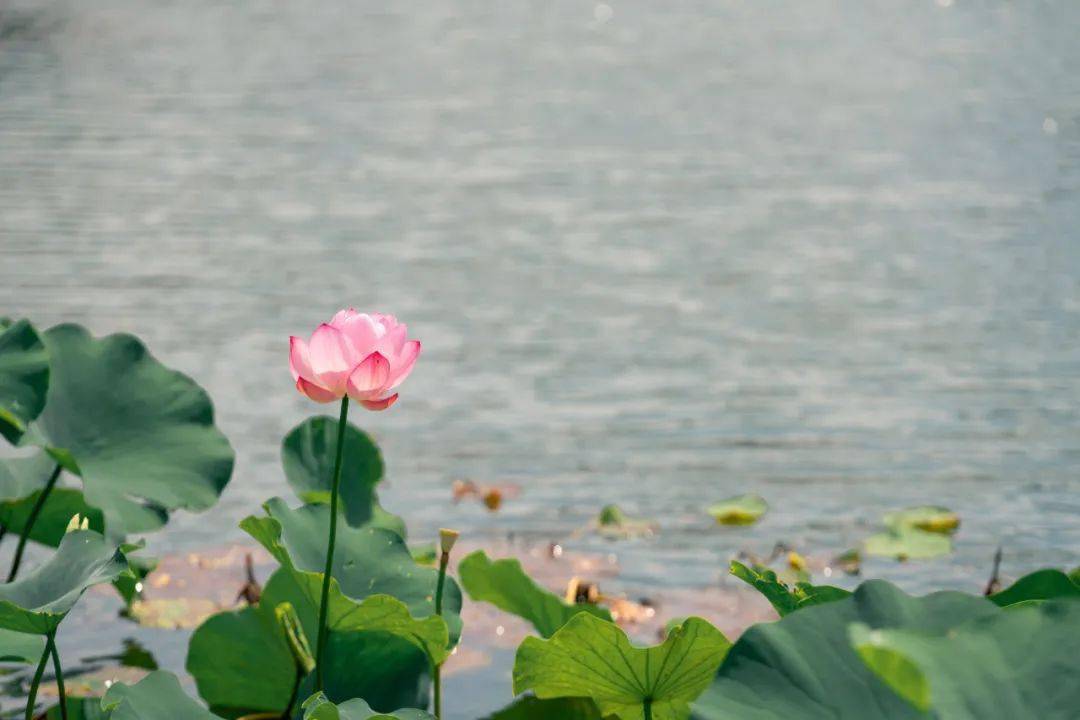 没有一位新北妈妈,会拒绝这组头像06_荷花_常州_荷塘