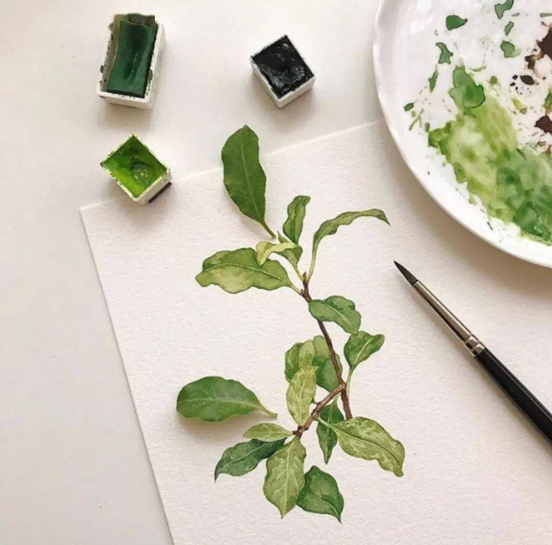 清新的绿植手绘植物笔记,满满的治愈感_方案_秘密_交流