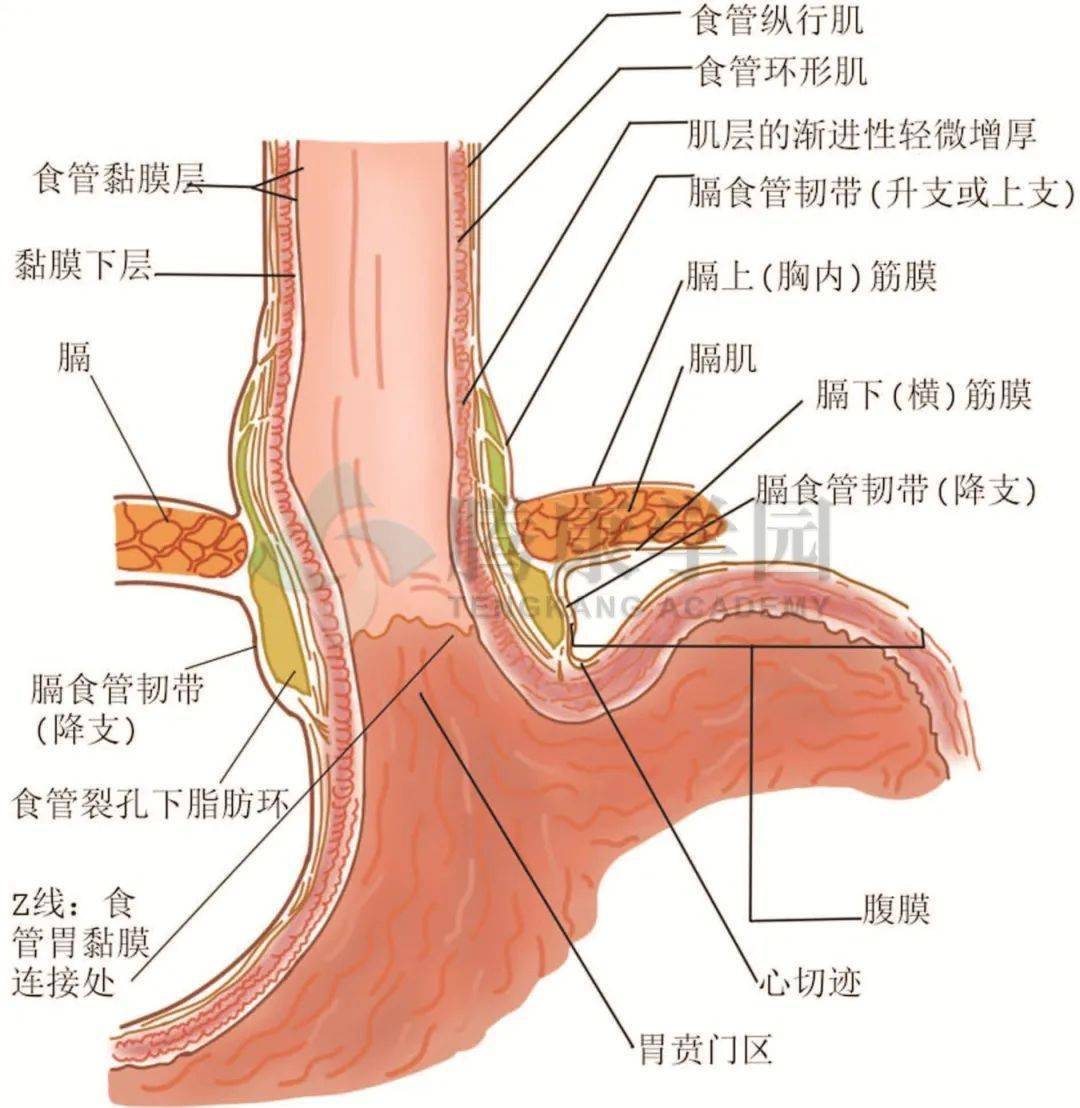 食管粘膜分层示意图图片