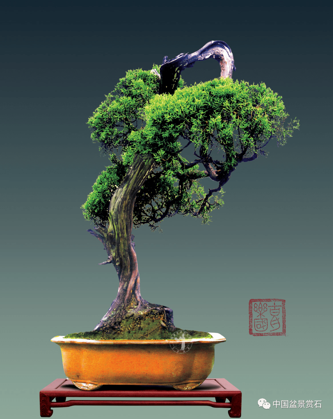胡乐国——中国盆景时尚的引领者_作品_先生_艺术