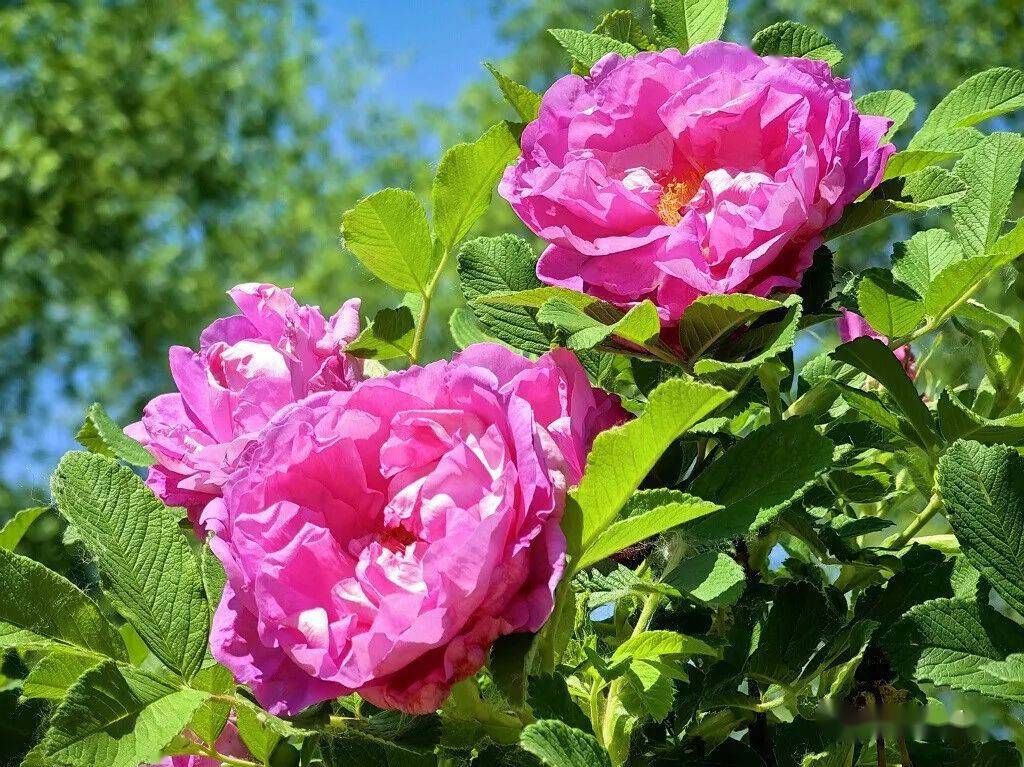 真正的玫瑰花_rose_中国_品种