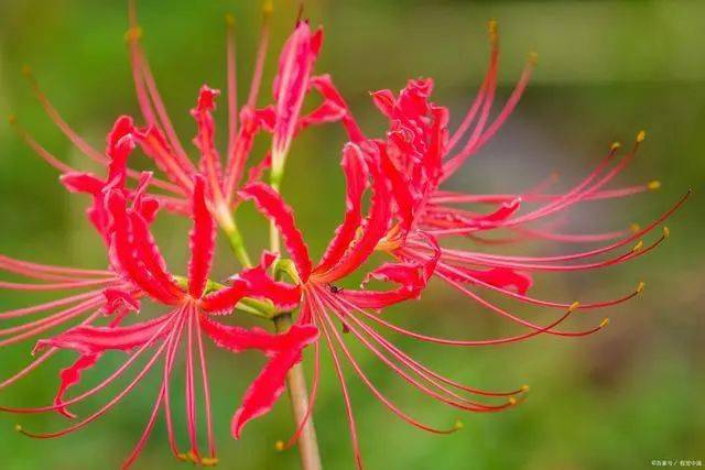 彼岸花：开落千年逝，花叶永不见，黄泉之花，忘川之花，智慧之花_手机