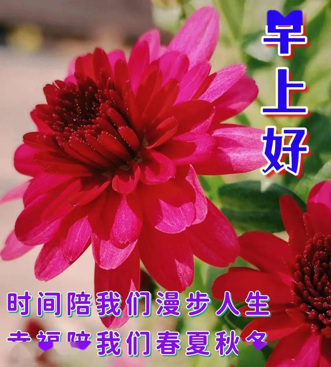 今日最佳问候祝福语(今日最佳问候祝福语呼叫转移什么地方可以查到)
