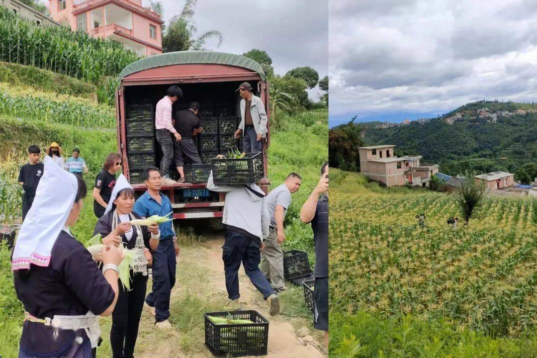 大羊街乡爆浆牛奶玉米火热预订中!_红河谷_红河县_彩云