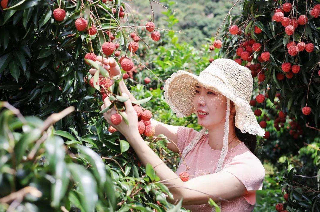 桂平麻垌镇漫山遍野荔枝红…_活动_产业_资料