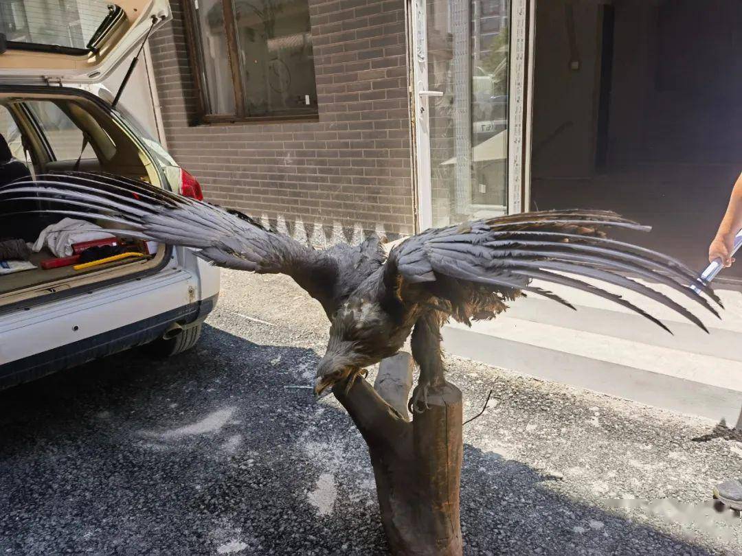 2男子售卖白尾海雕和毛脚鵟标本!