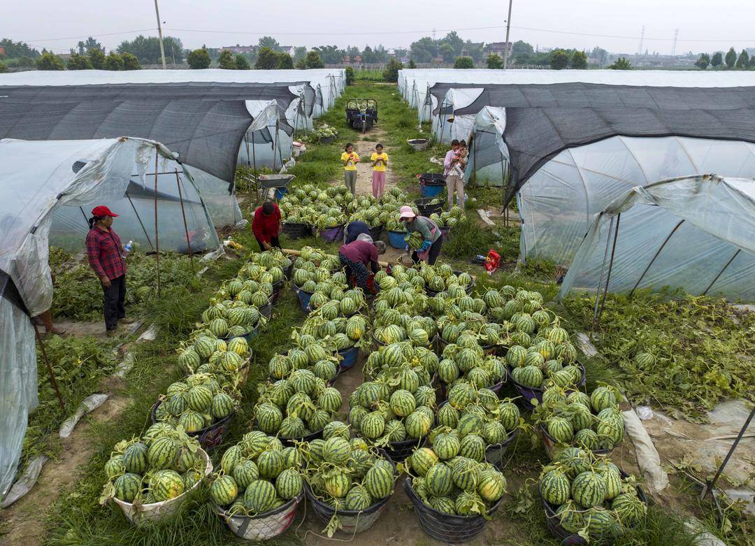 组图|大棚西瓜丰收上市_顾高镇_江苏省_姜堰
