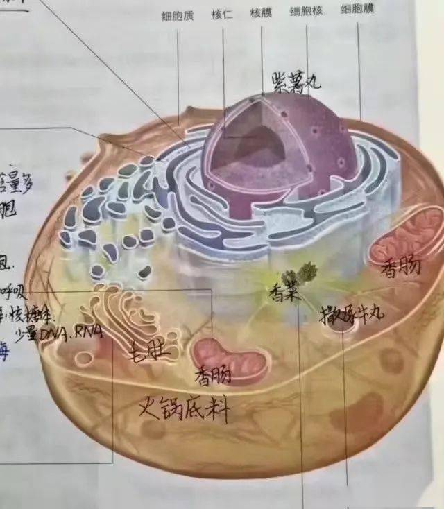 学生物的和不学生物的都沉默了蔡徐坤火速辟谣:这是一种很新的公关