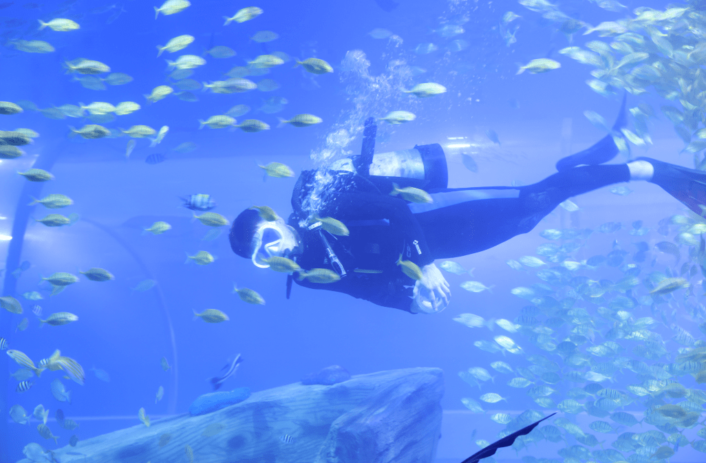 商丘海洋馆即将开业运营_表演_观光_生物