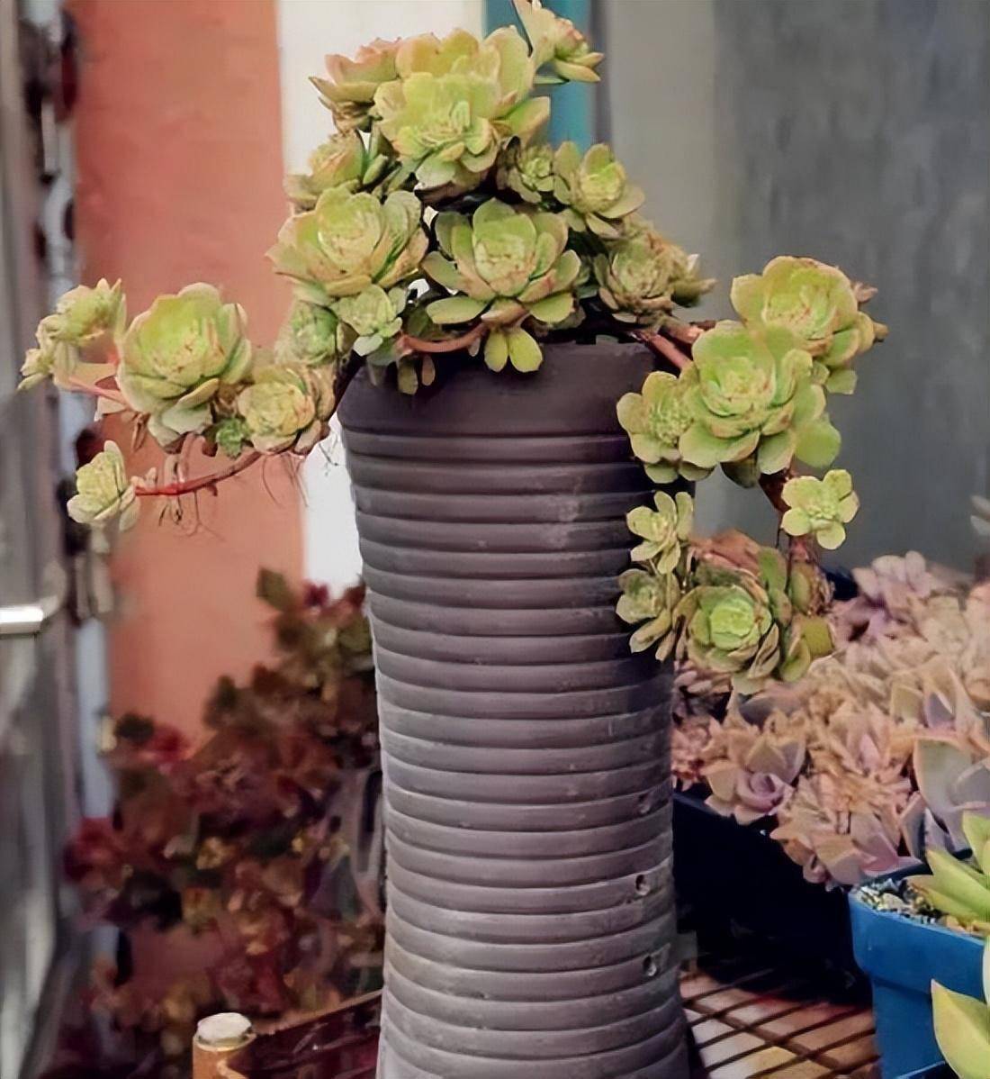 玫瑰_丽娜_美人