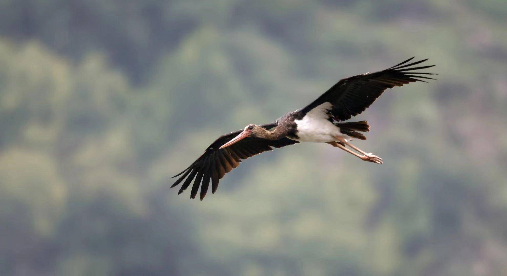 "鸟中大熊猫"黑鹳现身三门峡_黄河_鸟类_大坝