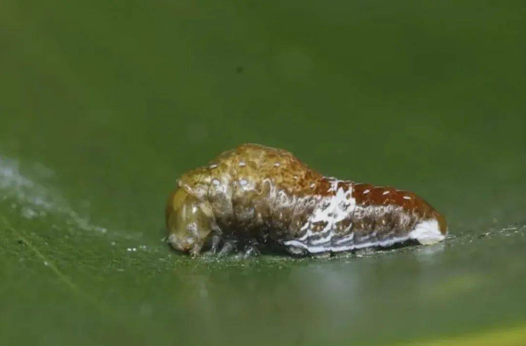 法则残酷如此,它们也在演化中精进防御天敌的能力,例如,幼虫刚孵化时