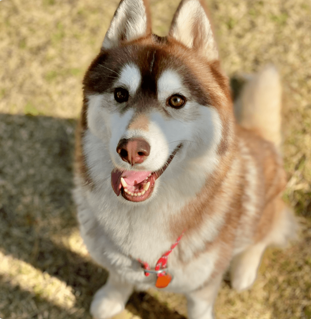 网友家的二哈,小时候逗比又搞笑,是个行走的表情包.