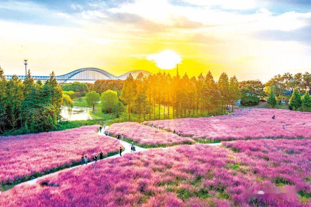 粉黛乱子草种植养护和景观应用 | 技术