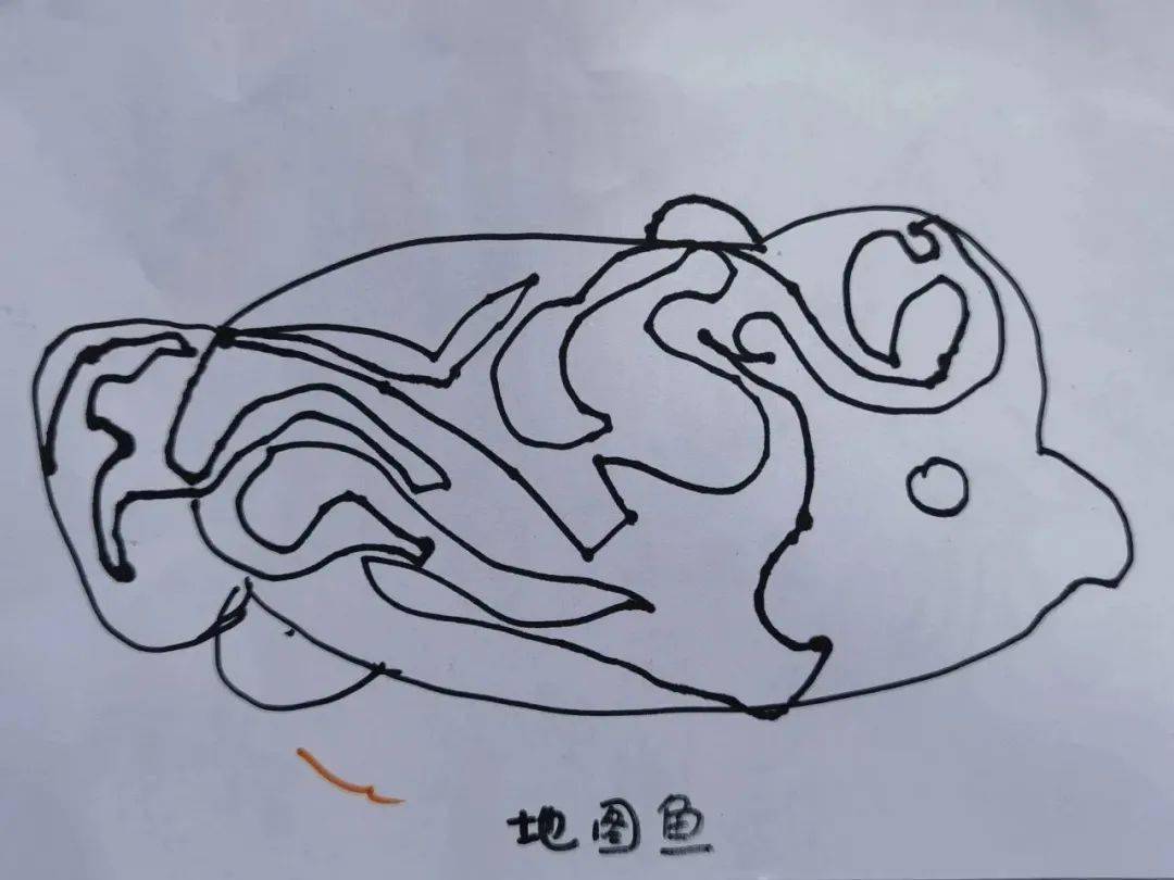 观赏鱼地图鱼,罗汉鱼,三文鱼,鳕鱼,带鱼,罗非鱼,金鲳鱼,亲嘴鱼,斗鱼.