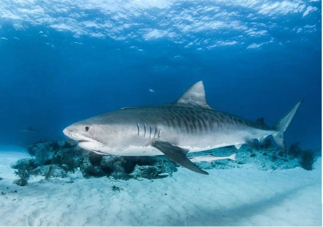 全世界最适合与鲨鱼同游的地方，你敢来试试吗？（上）_搜狐网
