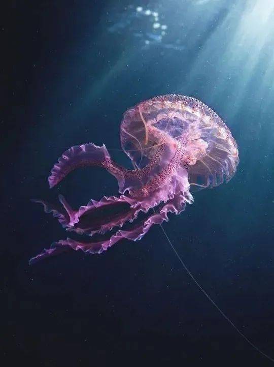 来自海洋的灯光秀_幽灵_水母_荧光