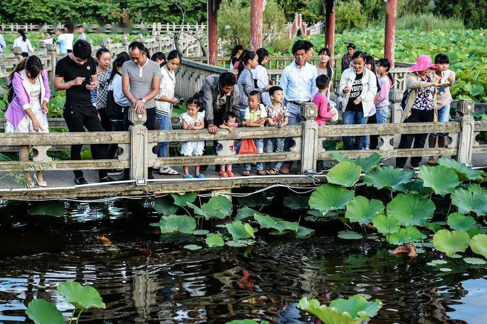 遊客在賞荷,餵魚 邢貴龍 攝位於金星山上的半山亭是安龍名聲遠播的